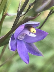 Thelymitra holmesii