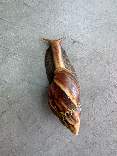 African Giant Snail