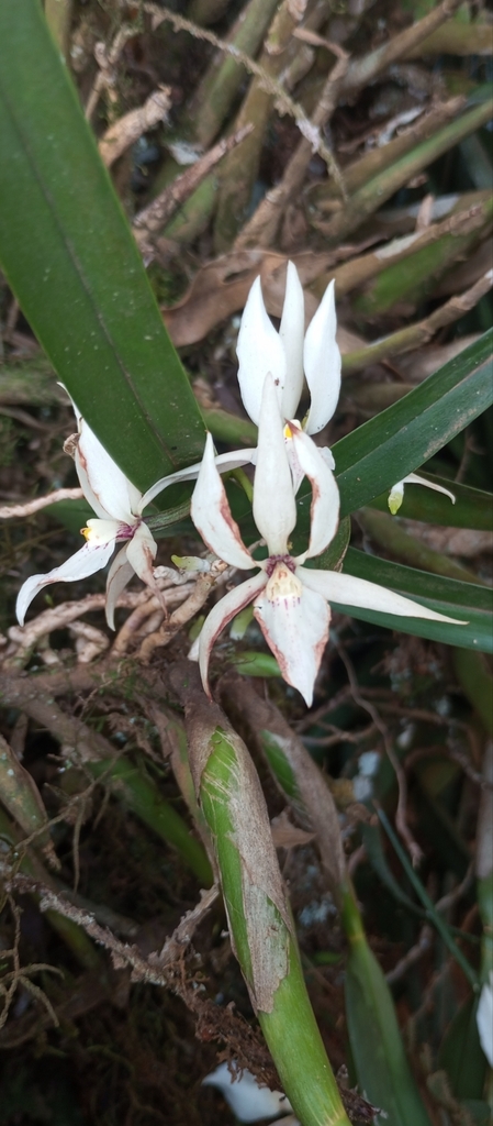 Prosthechea fausta