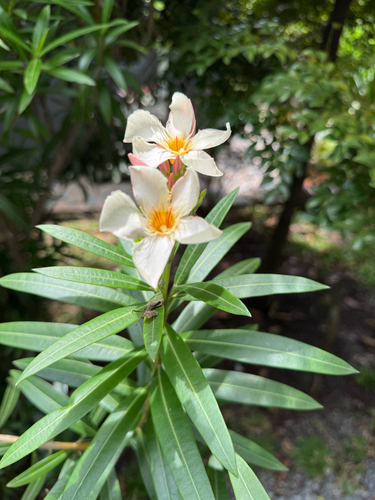 oleander
