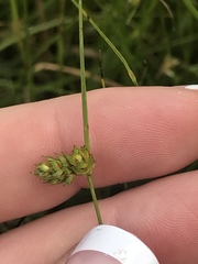 Carex inversa