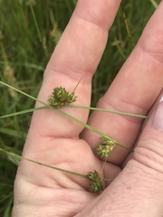 Carex inversa