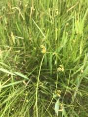 Carex inversa