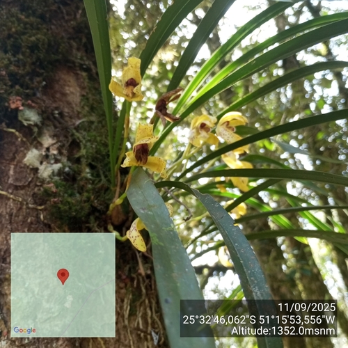 Maxillaria picta, photograph 3