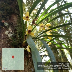 Maxillaria picta, photograph (c) Paulo C. O. Cunha, some rights reserved (CC BY)