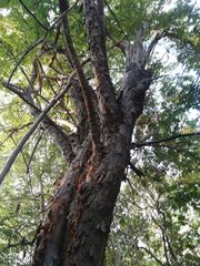 Pterocarpus acapulcensis