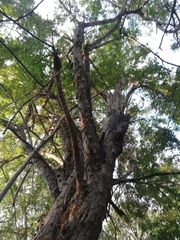 Pterocarpus acapulcensis