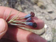 Porophyllum linaria