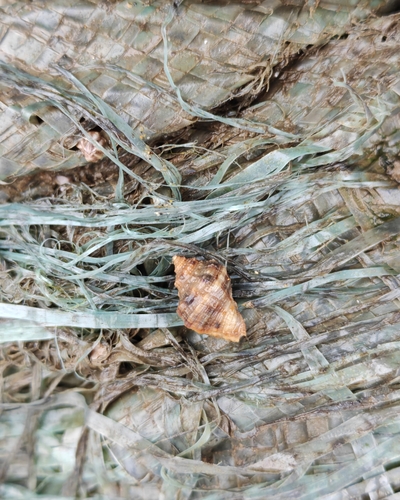 Veined Rapa Whelk