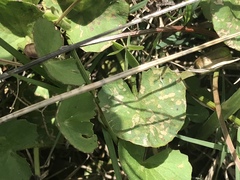 Centella cordifolia
