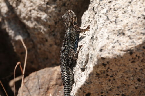 iNaturalist observation photo of Western Fence Lizard