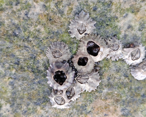 Littoraria sinensis