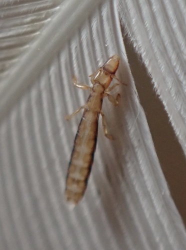 Slender pigeon louse photo 3