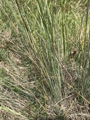 Poa sieberiana