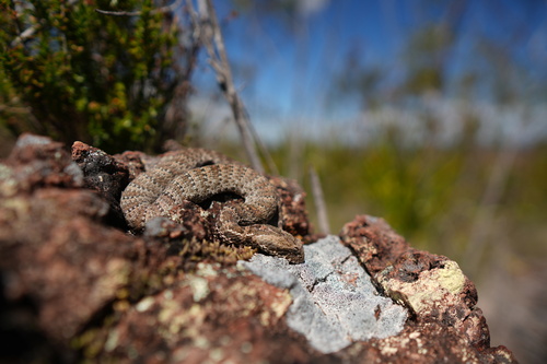 Southern Death Adder sighting