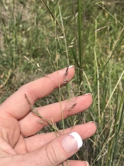Poa sieberiana