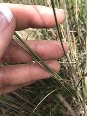 Poa sieberiana
