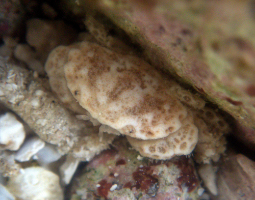 Psaumis cavipes observed 2025-09-11