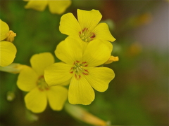 Oxalis texana