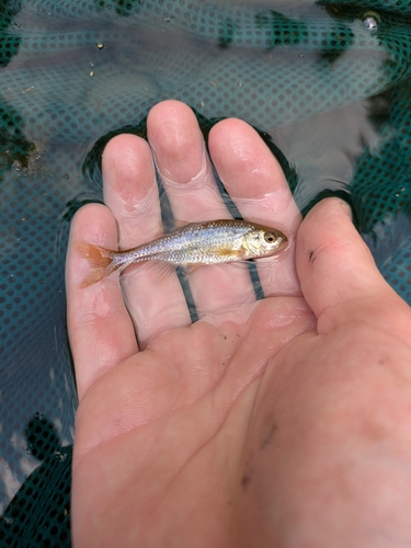 Oregon-kopvoorn (Oregonichthys crameri) — Cyprinidae — 3