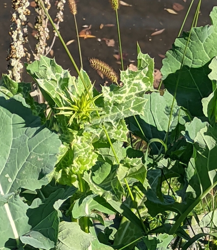 Наблюдение на iNaturalist