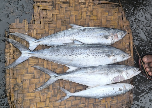 Indo-Pacific king mackerel (Scomberomorus guttatus) — Scombridae — 2