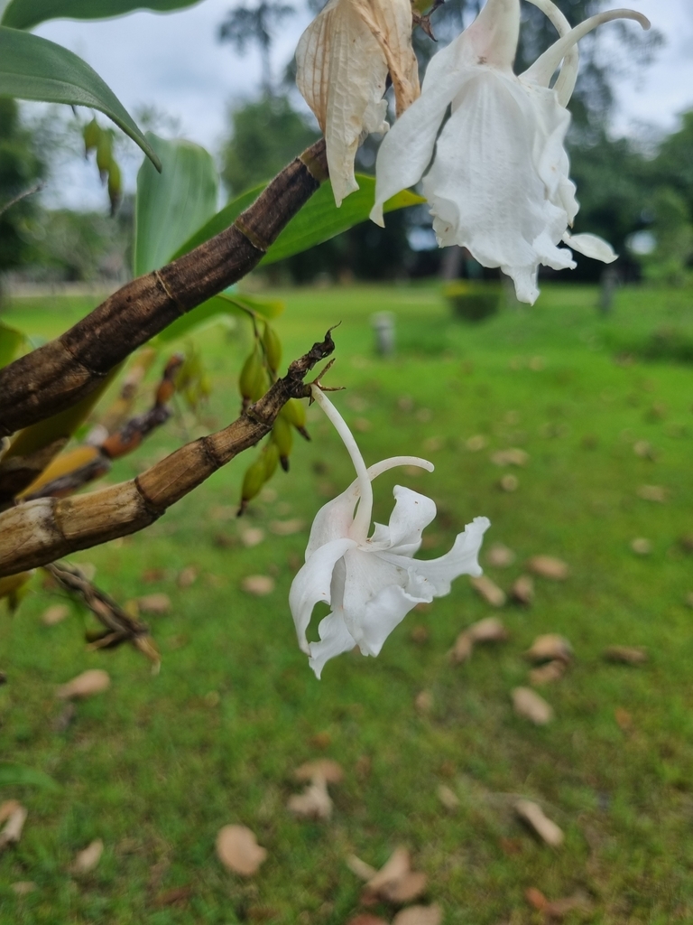 Dendrobium kontumense Gagnep. 2
