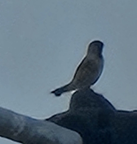 Moineau domestique