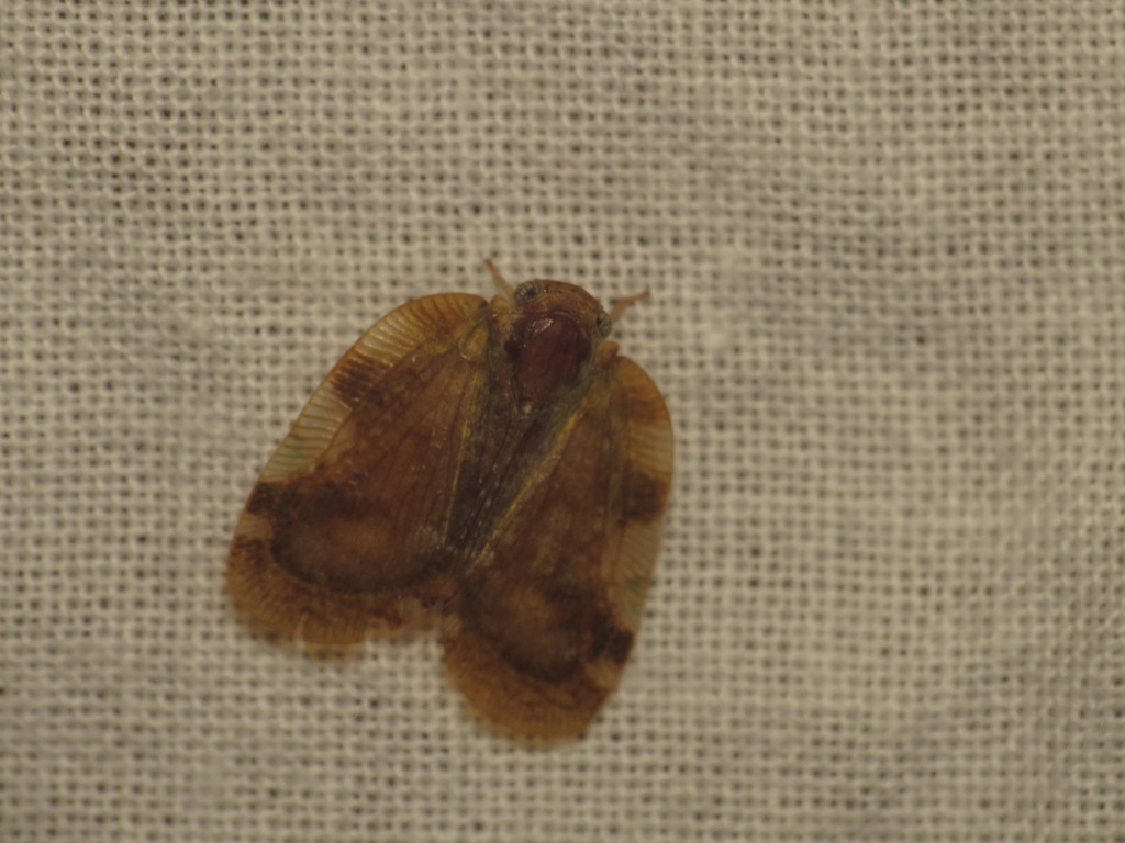 Aprivesa