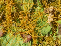 Cuscuta pentagona