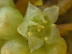 Cuscuta pentagona
