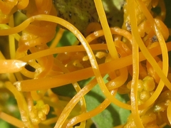 Cuscuta pentagona