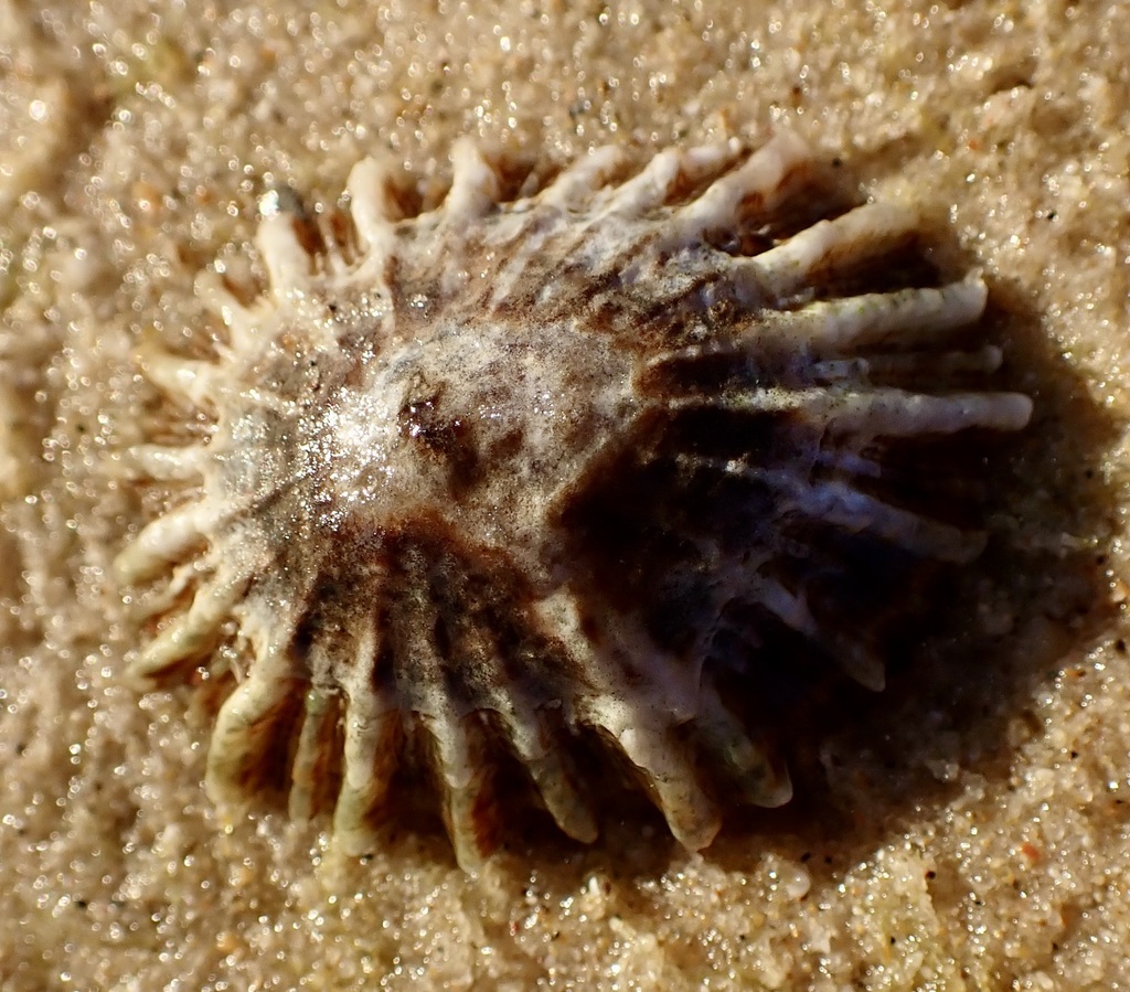 Denticulated Siphon Shell from Pt Cartwright Beach, Buddina, QLD ...