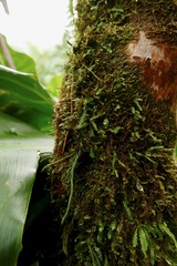 Cochlidium serrulatum