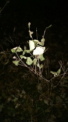Symphoricarpos albus