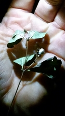 Symphoricarpos albus