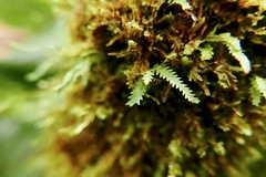 Cochlidium serrulatum