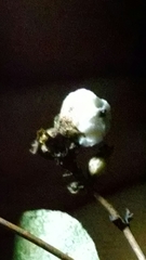 Symphoricarpos albus