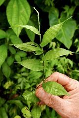 Ichnanthus pallens