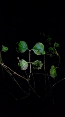 Symphoricarpos albus