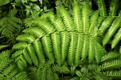 Cyathea grandifolia