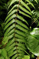 Cyathea aspera