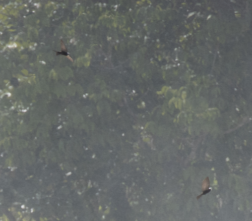 White-headed Saw-wing (Psalidoprocne albiceps), photo 2
