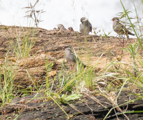 Rock Pratincole (Glareola nuchalis), photo 5