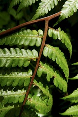 Cyathea aspera