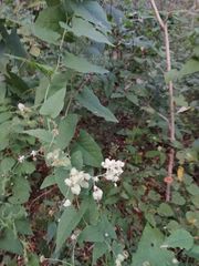Antigonon flavescens
