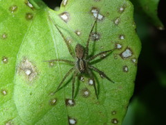 Pardosa laura