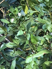 Trachelospermum jasminoides