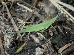 Atractomorpha lata