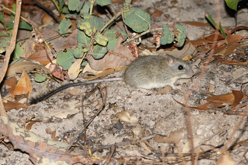 Brush-tailed Rabbit-rat (Conilurus penicillatus) — Vulnerable Mammalia